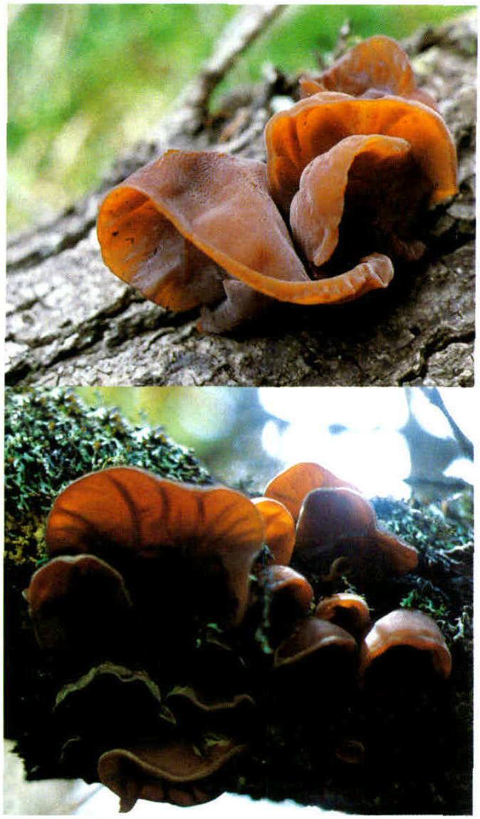 Auricularia polytricha (Mont.)Sacc.